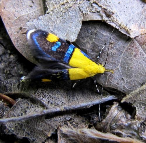 Réf. 85 522 : Oecophora bractella