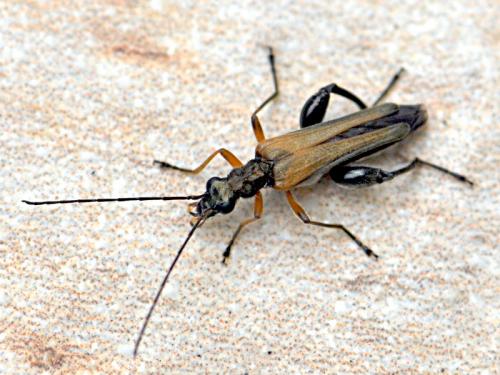 Oedemera podagrariae