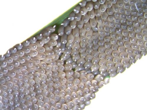 Sialis sp.