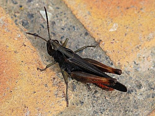 Réf. 85 108 : Omocestus rufipes