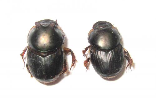Réf. 85 679 : Onthophagus seniculus