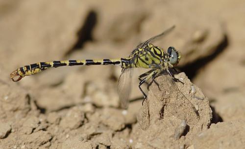 Réf. 85 985 : Onychogomphus forcipatus