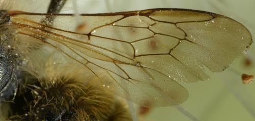 Réf. 85 432 : Osmia bicornis