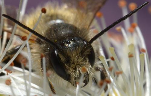Réf. 85 463 : Osmia bicornis