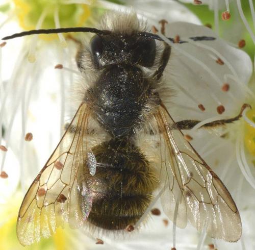 Réf. 85 428 : Osmia bicornis