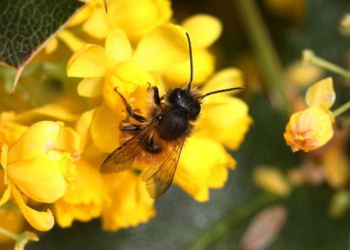 Osmia sp.