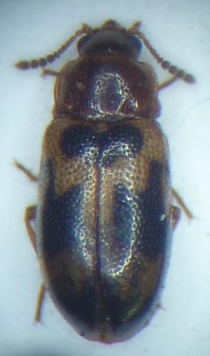 Réf. 85 780 : Tetratoma ancora