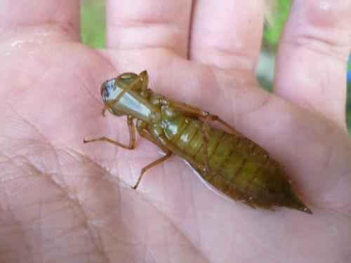 Anax imperator