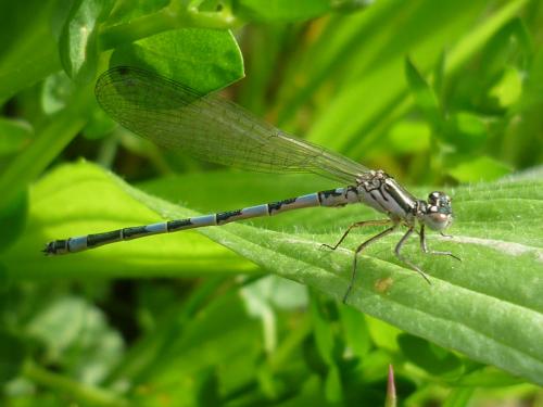 Coenagrion mercuriale