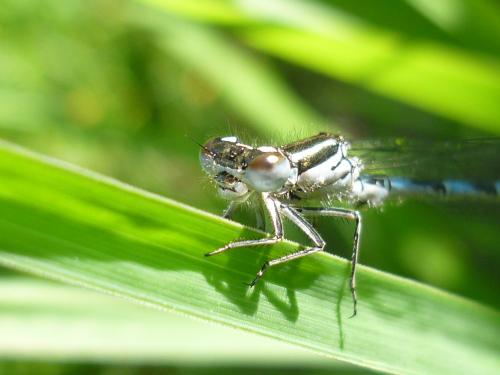 Coenagrion mercuriale