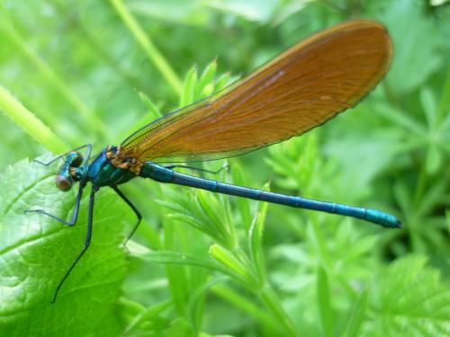 Réf. 85 352 : Calopteryx virgo
