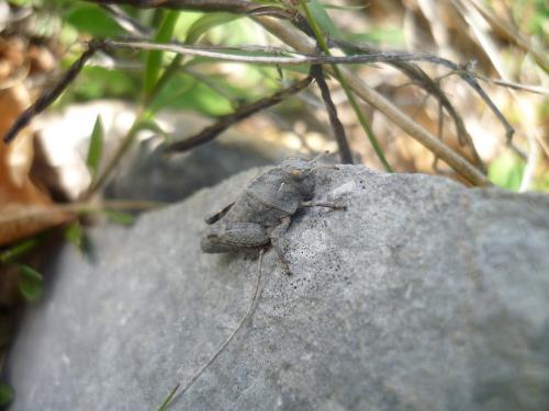 Réf. 85 299 : Prionotropis hystrix