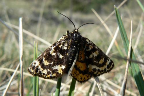 Réf. 85 610 : Eurranthis plummistaria