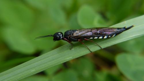 Xiphydria camelus
