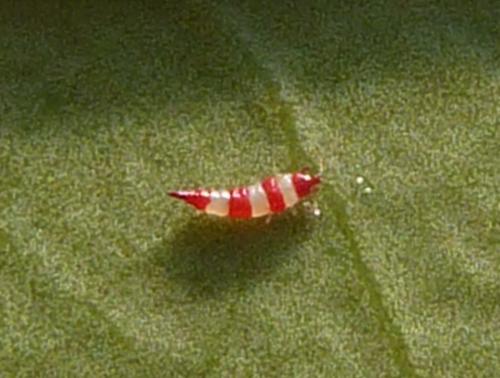 Réf. 85 501 : Haplothrips subtilissimus