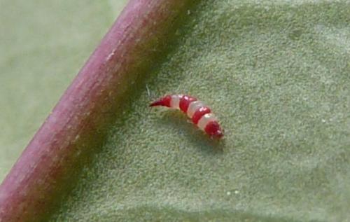 Haplothrips subtilissimus