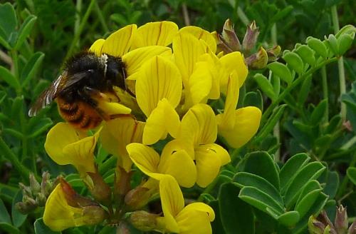 Osmia bicolor