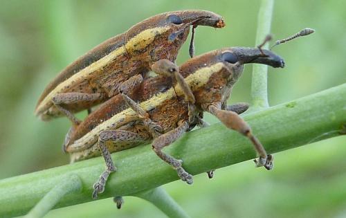Réf. 85 295 : Lixus ochraceus