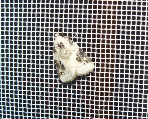 Réf. 85 715 : Pseudeustrotia candidula