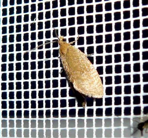 Réf. 85 741 : Aphelia viburnana