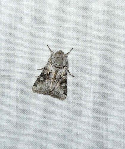 Hecatera bicolorata