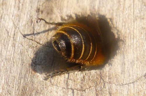 Réf. 85 739 : Hoplitis adunca