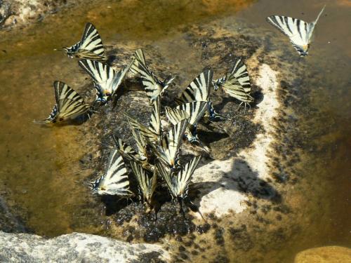 Iphiclides podalirius