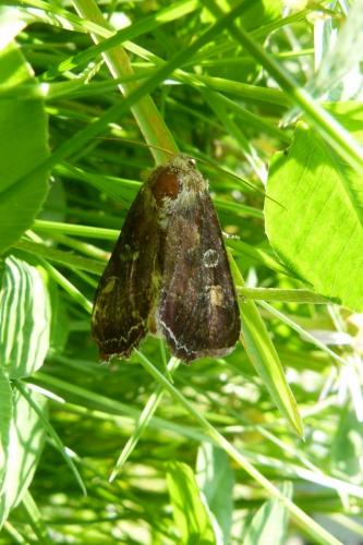 Réf. 85 655 : Lacanobia oleracea