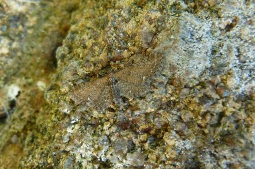 Réf. 85 651 : Eupithecia vulgata