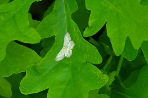 Idaea seriata