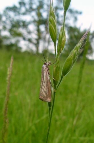 Chrysoteuchia culmella