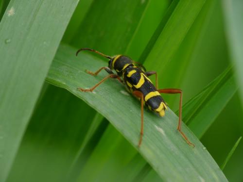 Réf. 85 200 : Clytus arietis