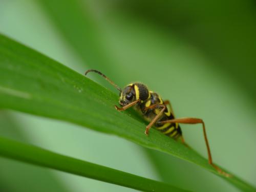 Réf. 85 199 : Clytus arietis