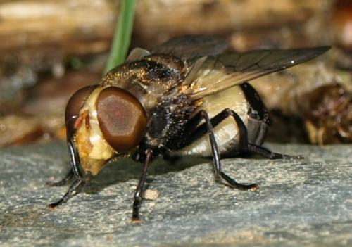 Volucella pellucens