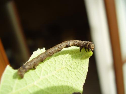 Phigalia pilosaria