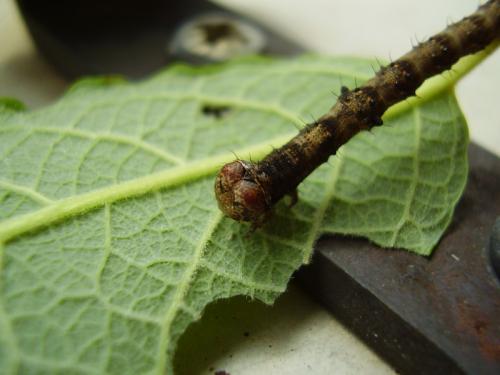 Phigalia pilosaria