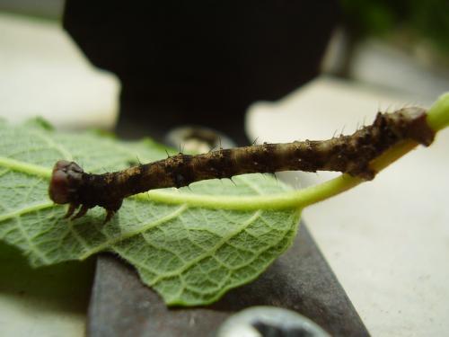 Phigalia pilosaria