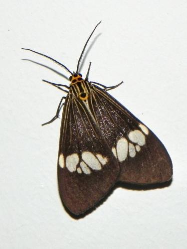 Nyctemera baulus