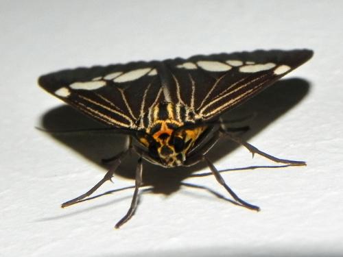 Réf. 85 768 : Nyctemera baulus