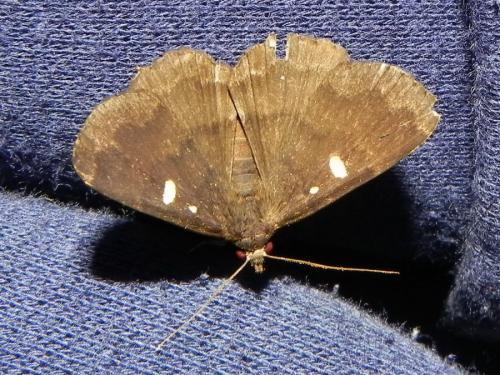 Anthela sp.