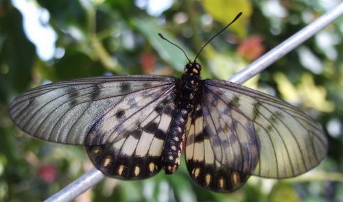 Réf. 85 162 : Acraea andromacha