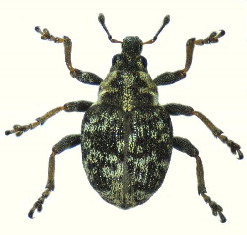 Réf. 85 901 : Pelenomus commari