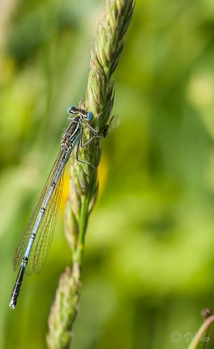 Platycnemis pennipes