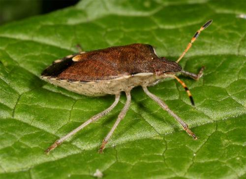 Peribalus strictus vernalis