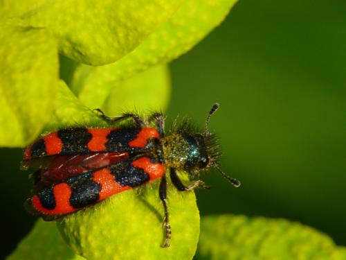 Trichodes alvearius