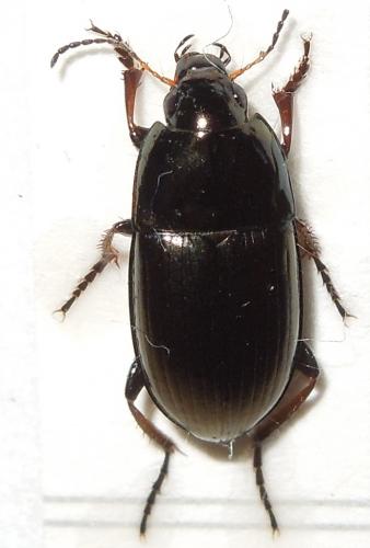 Amara communis