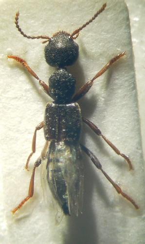 Rugilus rufipes