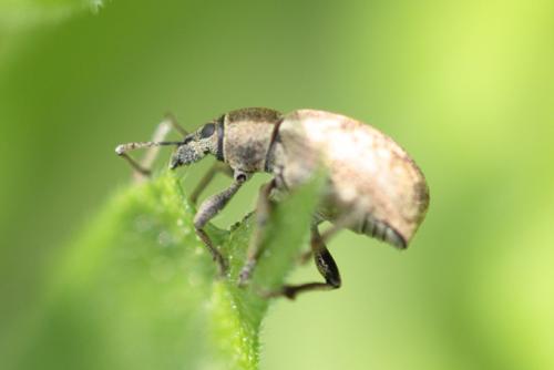 Réf. 85 391 : Peritelus sphaeroides