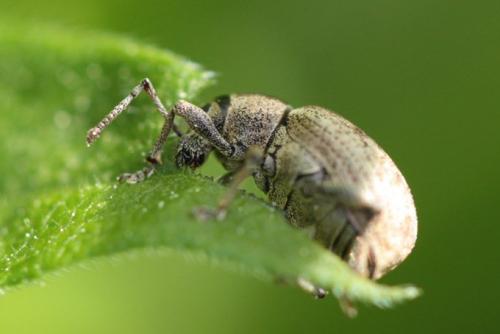 Réf. 85 331 : Peritelus sphaeroides
