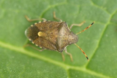 Peribalus strictus vernalis